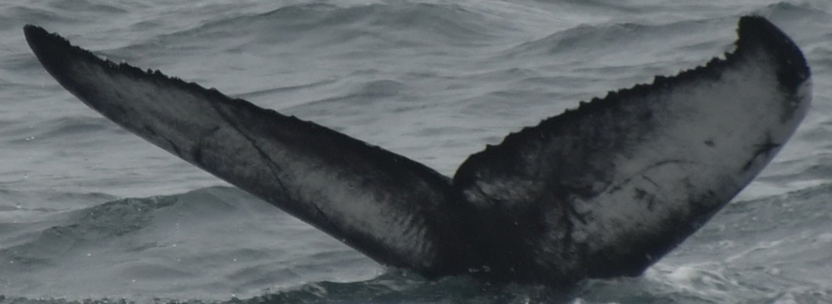 Fluke of HW-MN0102799