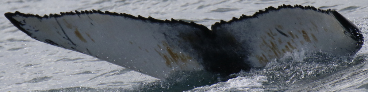 Fluke of HW-MN0102802