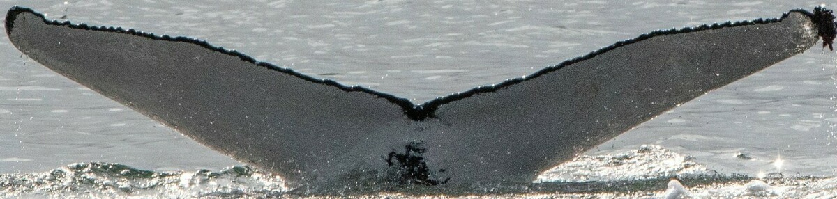 Fluke of Nerida (Husavik) aka Eddeh (Westfjords)