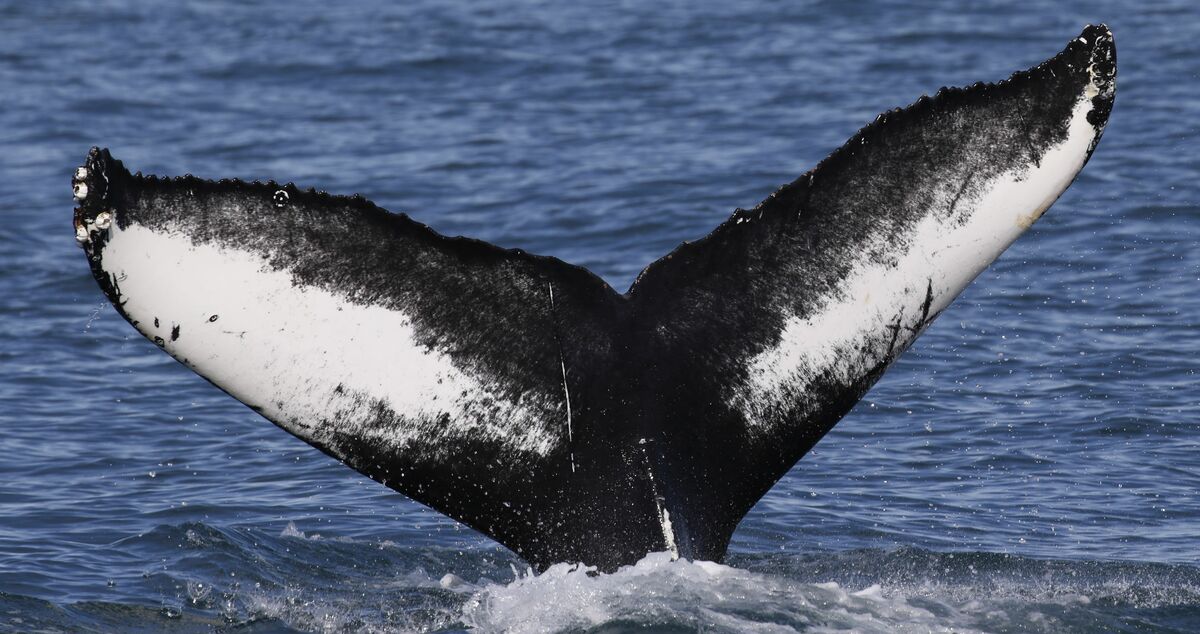 Fluke of Halfandhalf (Westfjords) aka Fran (Husavik)