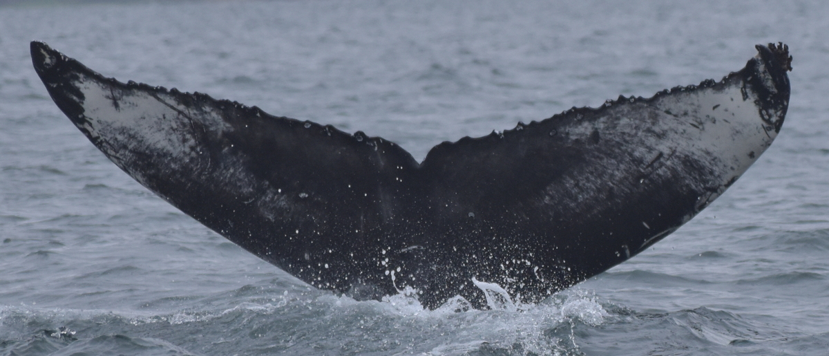 Fluke of Wanda (Iceland)