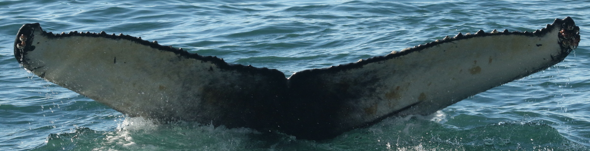 Fluke of Renee (Husavik)
