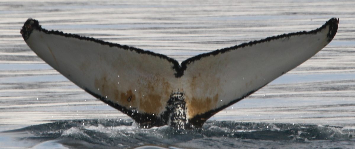 Fluke of Luke (Westfjords)