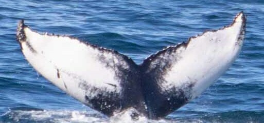 Fluke of Zephyr (BVI, Iceland)