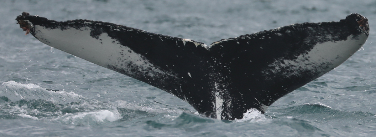 Fluke of Muse (Iceland)