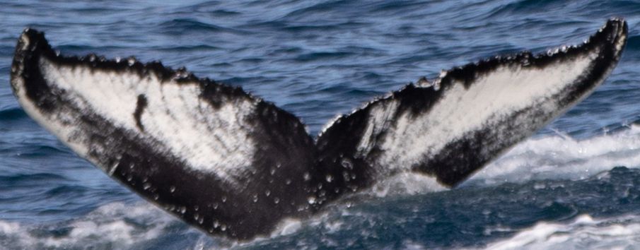 Fluke of Songololo (Westfjords) aka Jazzie (Husavik