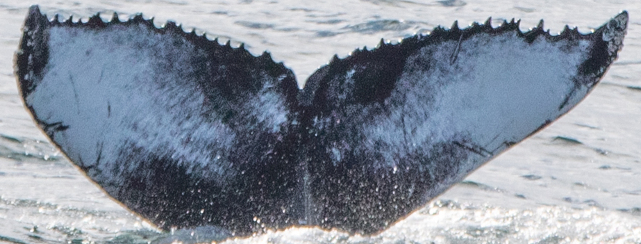 Fluke of Mold (Westfjords)
