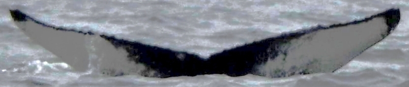 Fluke of Puck (Husavik)