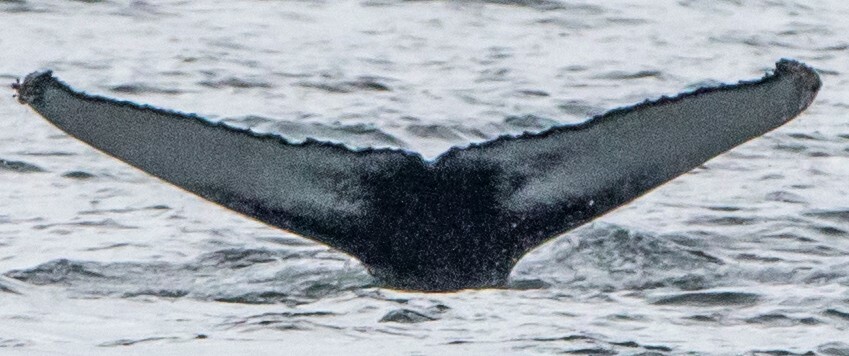 Fluke of Lucie (Westfjords)