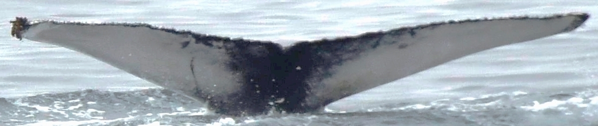Fluke of HW-MN0102836