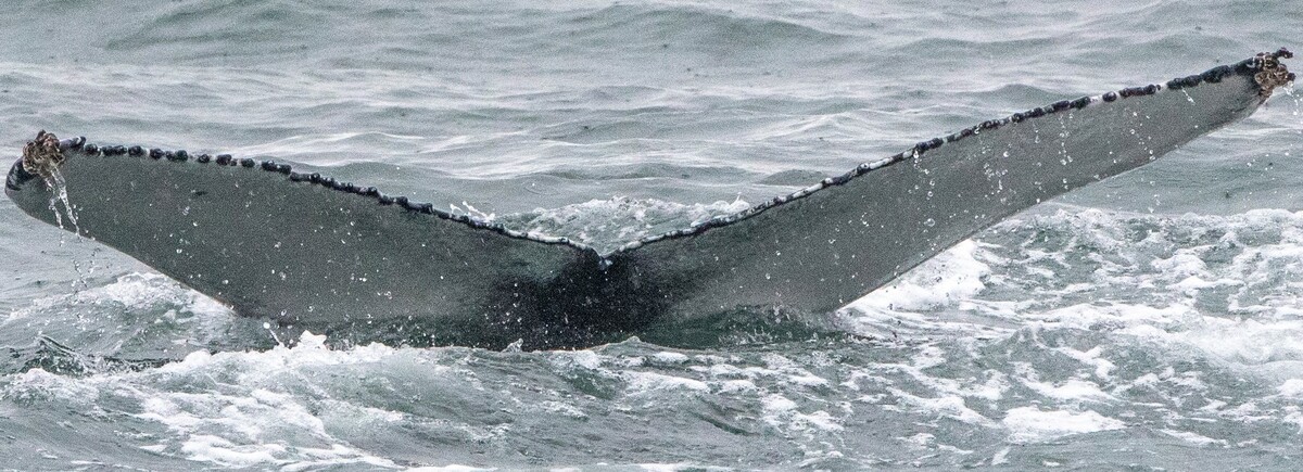 Fluke of HW-MN0102840