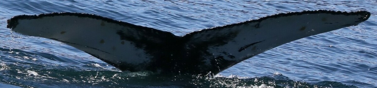 Fluke of Kakun (Husavik)