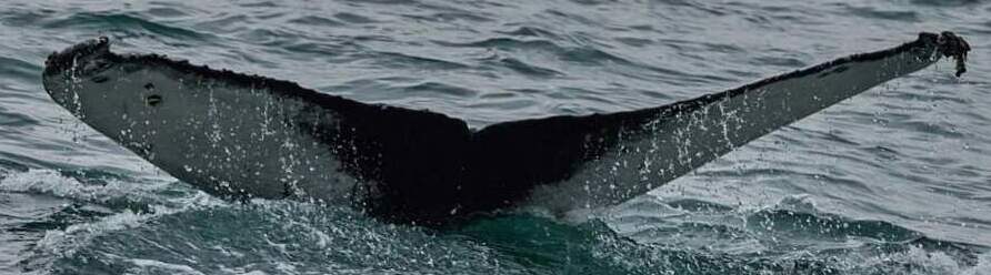 Fluke of Marilyn (Husavik)