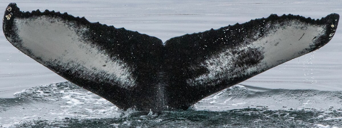 Fluke of HW-MN0102859