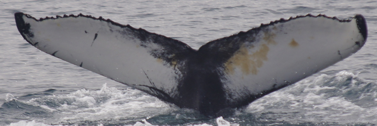 Fluke of Balou (Husavik)