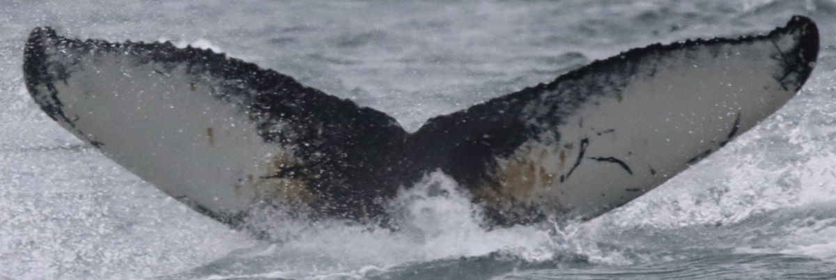 Fluke of Pipette (Westfjords)