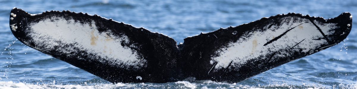 Fluke of CRC-20355