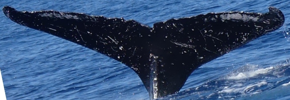 Fluke of HW-MN0443747