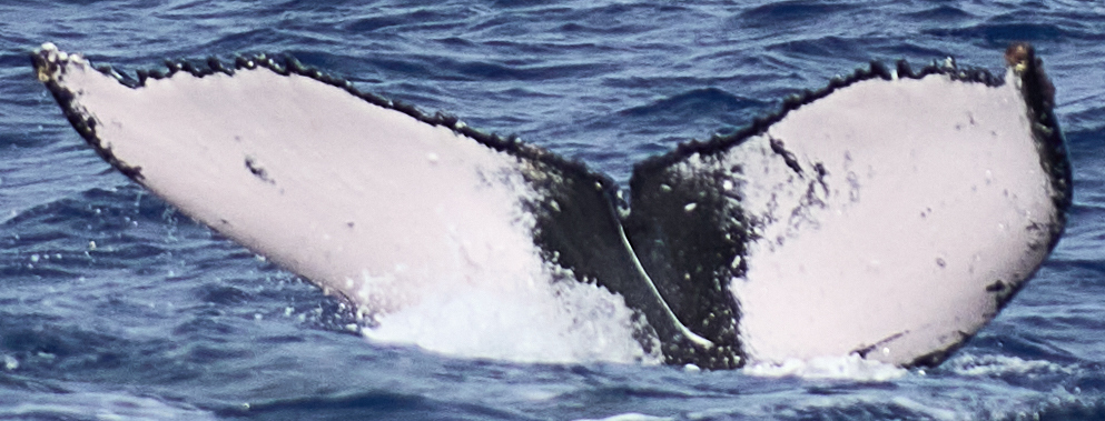 Fluke of HW-MN0443760