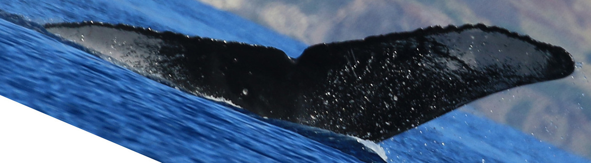 Fluke of HW-MN0443761