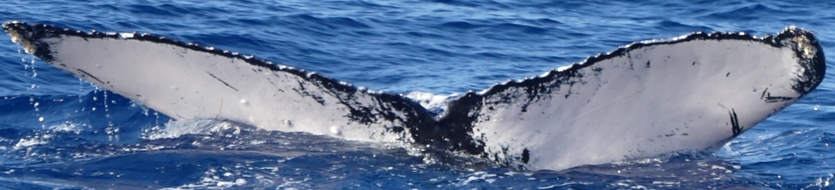 Fluke of HW-MN0443778