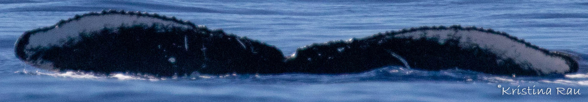 Fluke of HW-MN0443783