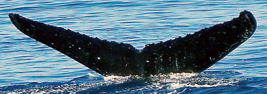 Fluke of HW-MN0443785