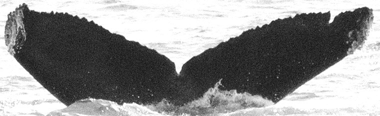 Fluke of CRC-15156
