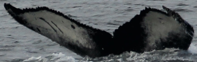 Fluke of CRC-20797