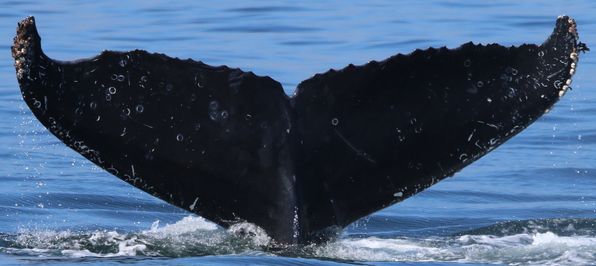 Fluke of CRC-11551