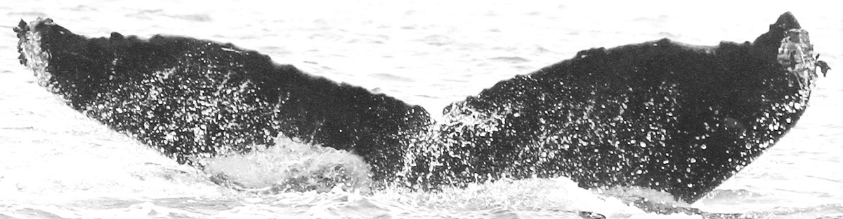 Fluke of CRC-11885