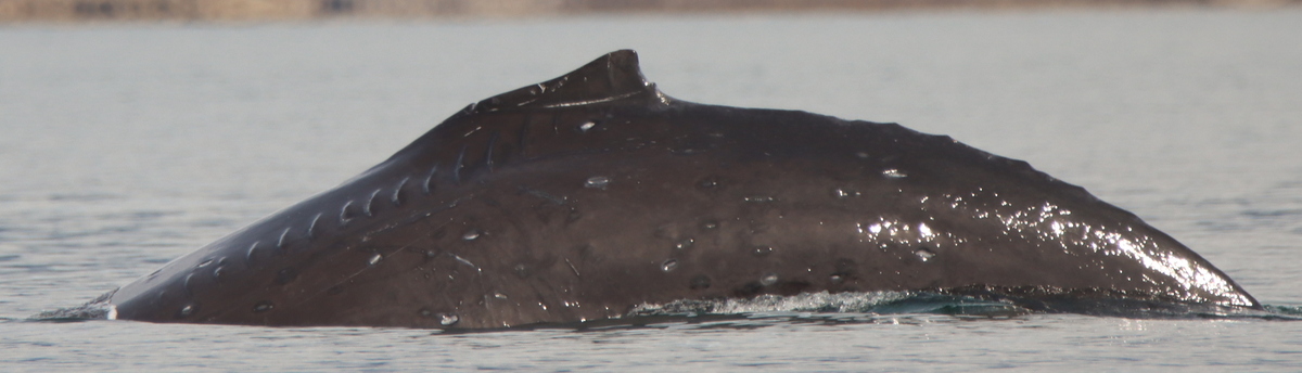 Fluke of Helix (Juneau)