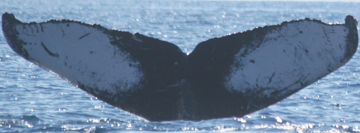 Fluke of McTheo (Hawaii)