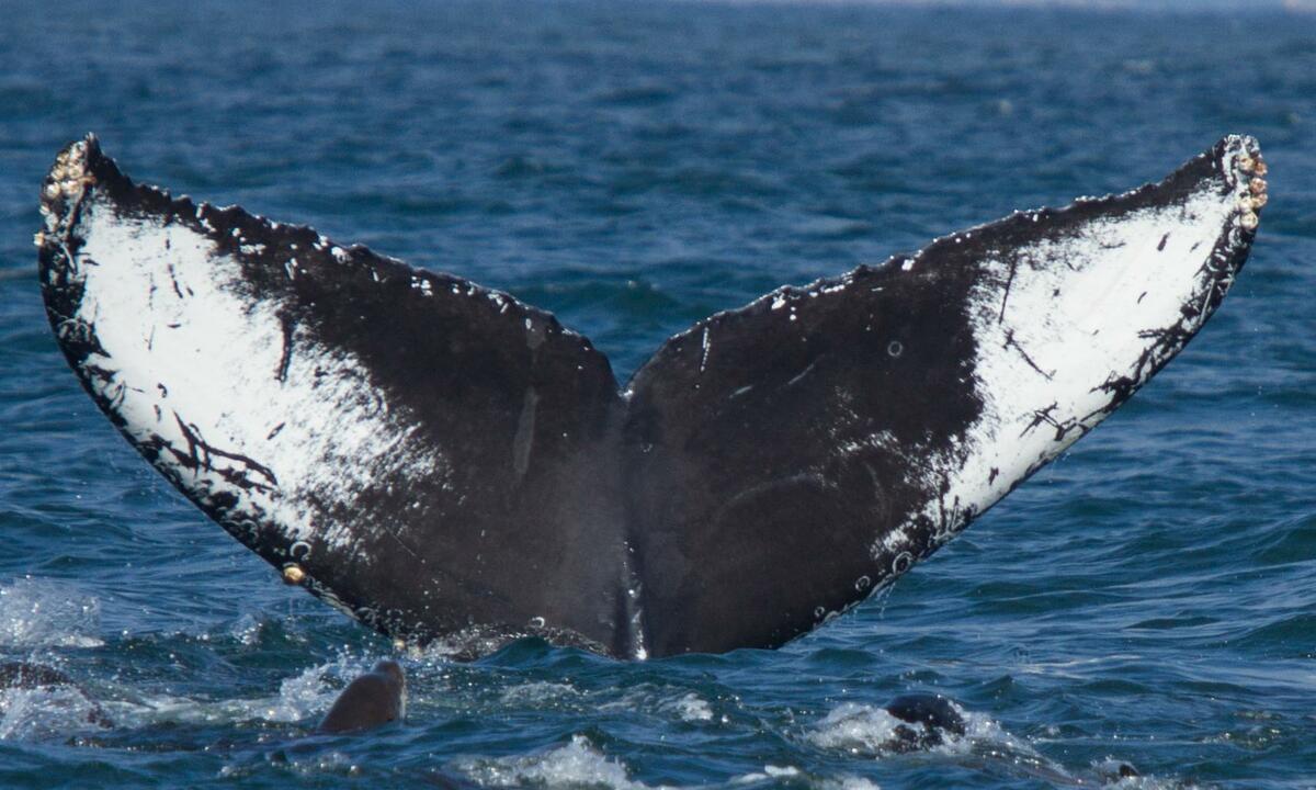 Fluke of Richelle (Monterey Bay)
