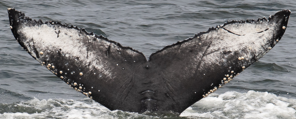 Fluke of CRC-20389