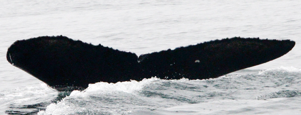 Fluke of 2022 calf of Propscar