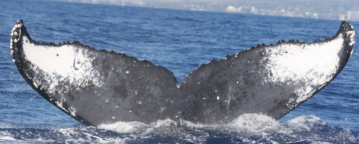 Fluke of TDI-22268
