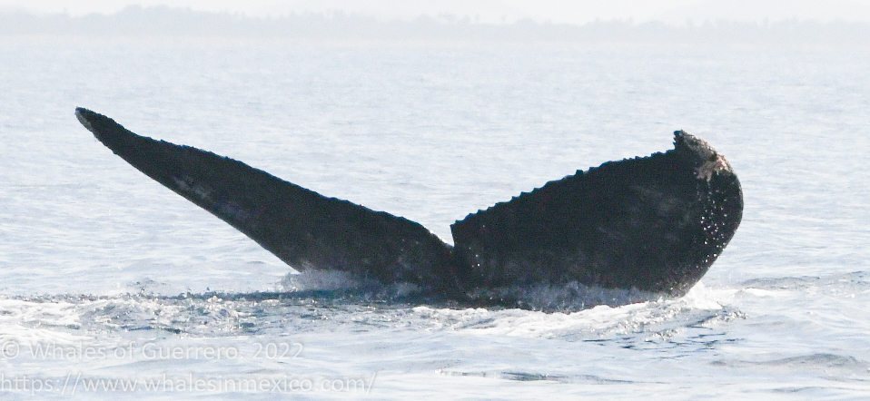 Fluke of CRC-30079