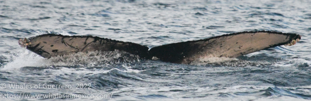 Fluke of CRC-30071