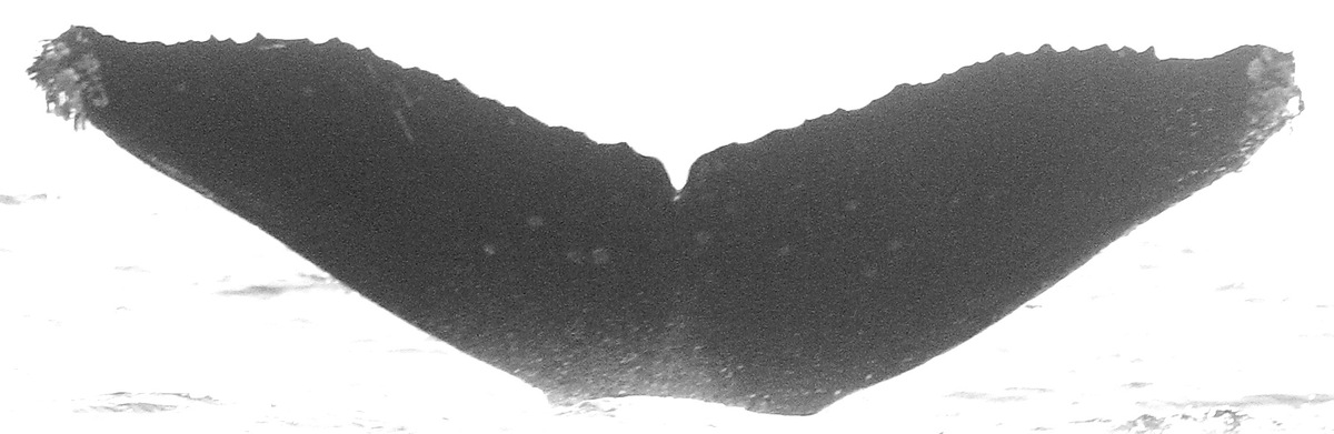 Fluke of CRC-10550