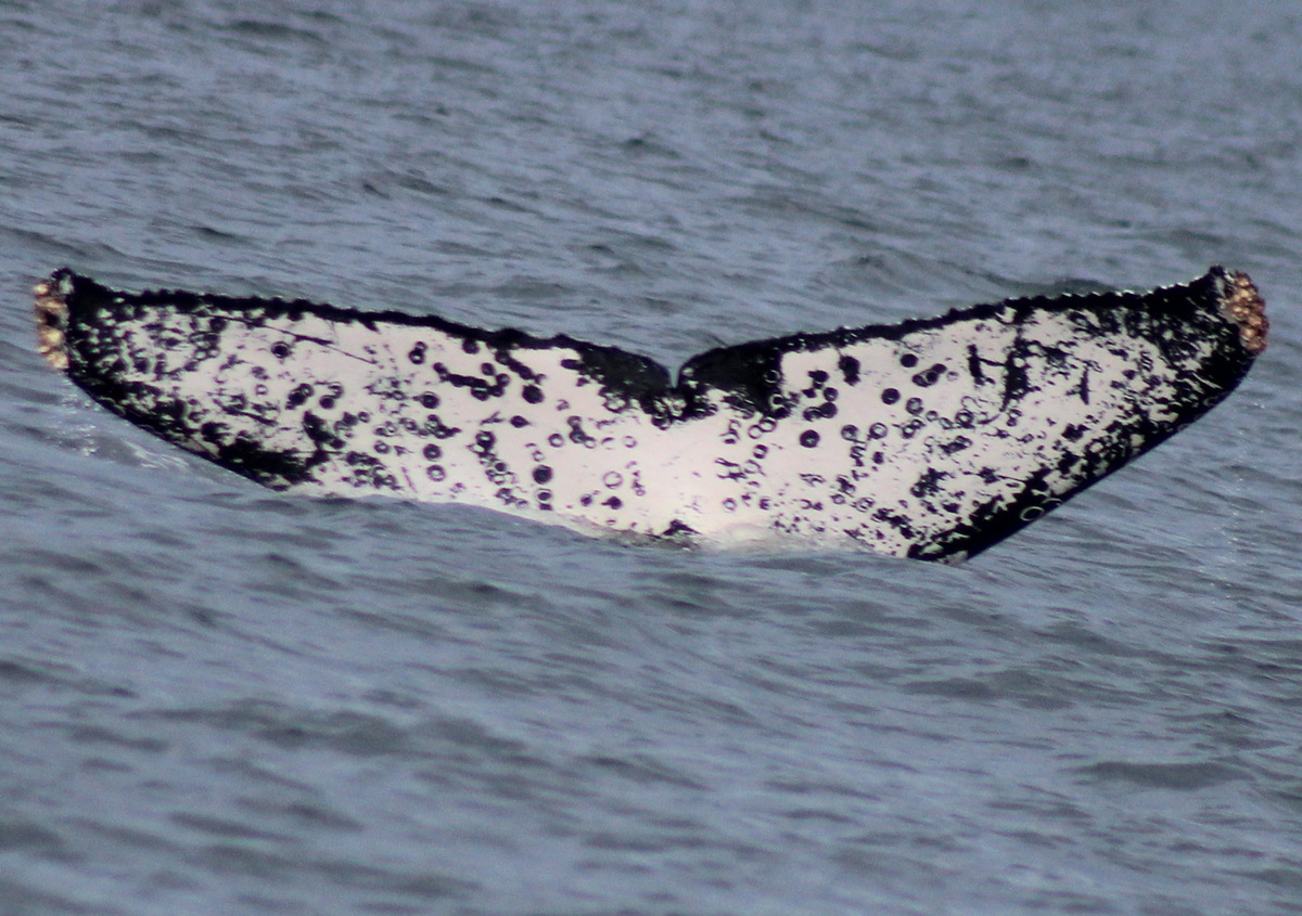 Fluke of FIBB-1BB190