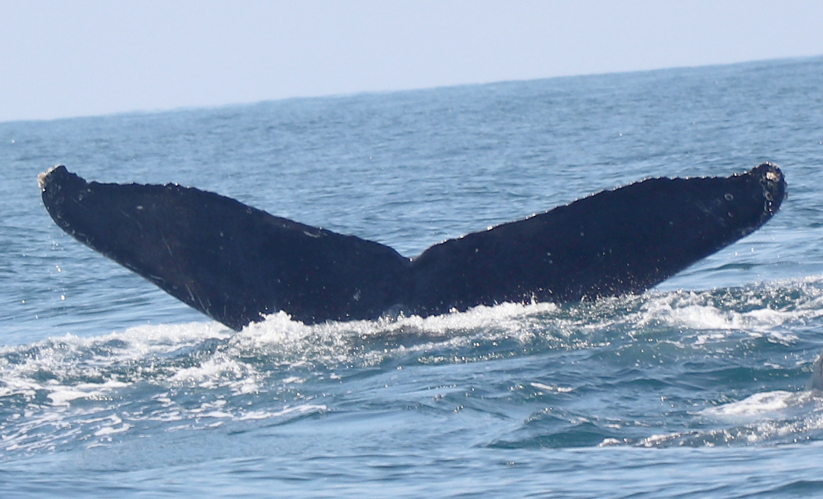 Fluke of FIBB-5BB1167