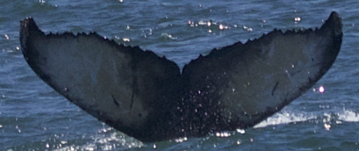 Fluke of Nitro (California)