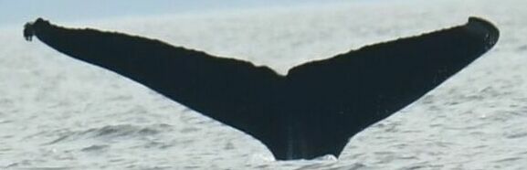 Fluke of Balerion (Salish Sea)