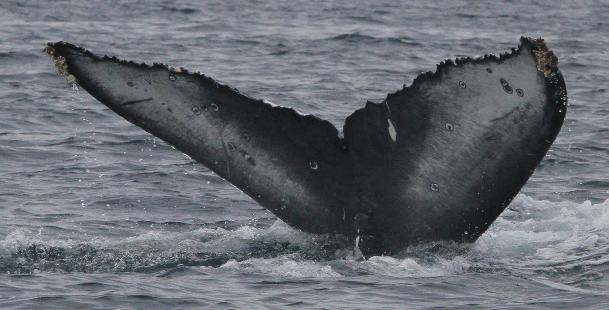 Fluke of CRC-22130
