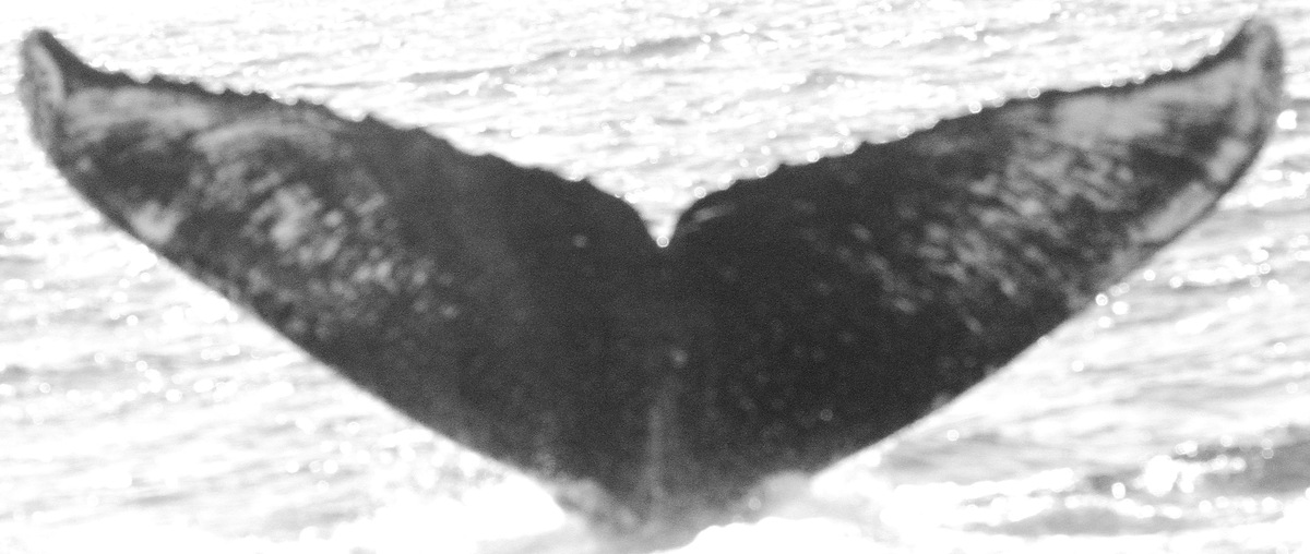 Fluke of CRC-11830