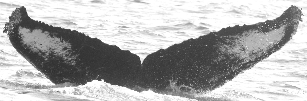 Fluke of CRC-11518