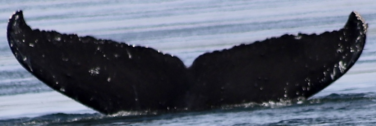 Fluke of Triton (Wrangell)