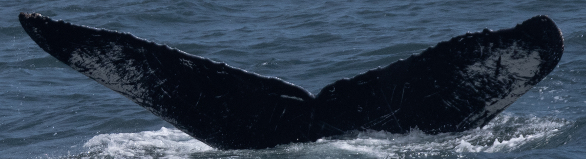 Fluke of West (Guerrero)