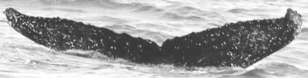 Fluke of CRC-15554